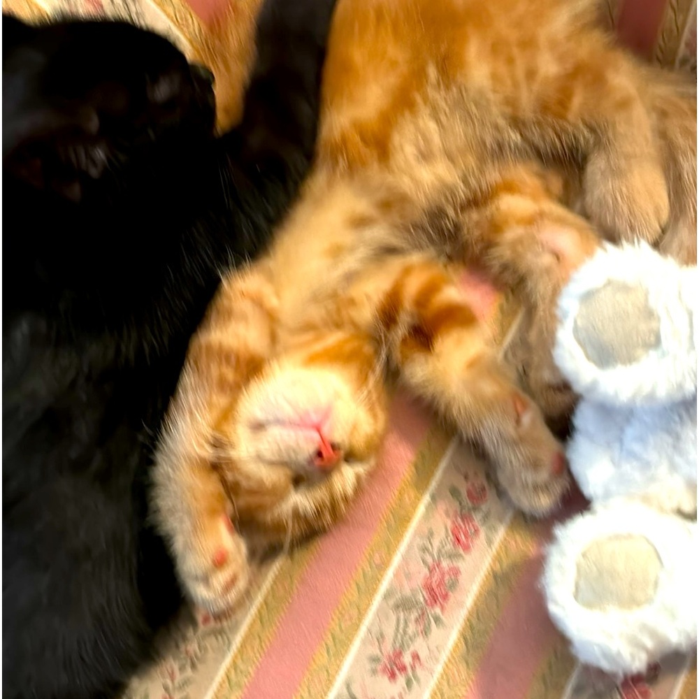 My babies